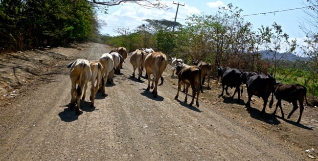vacas