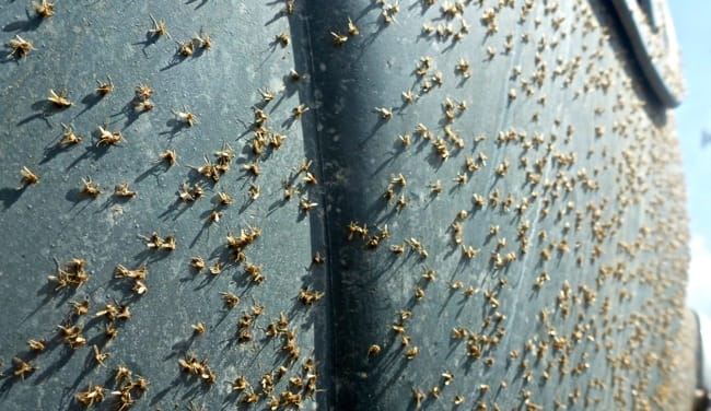 bugs