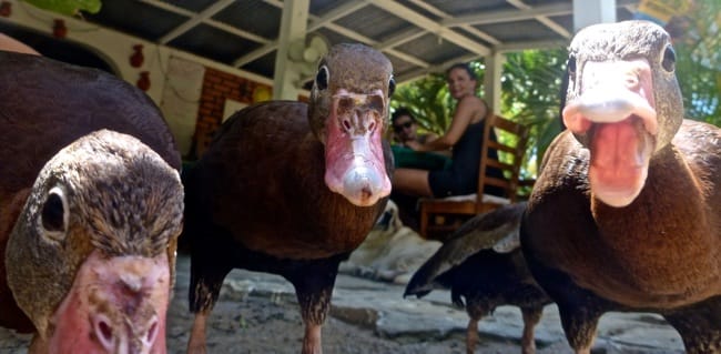 ducks2