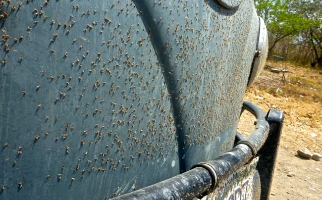 kombi bugs