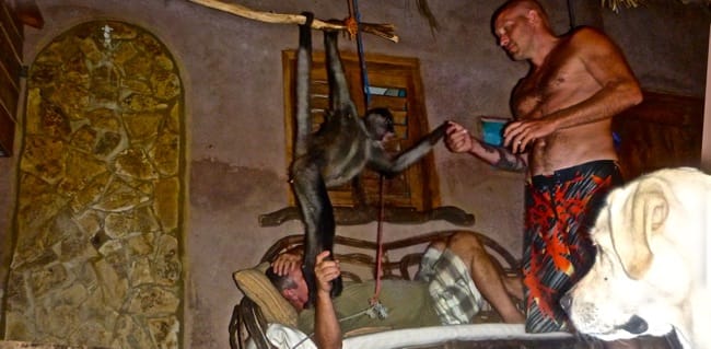 monkey