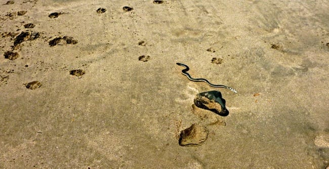 sea snake