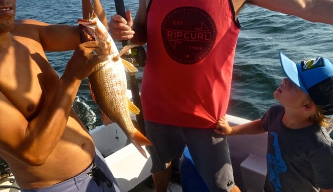 snapper