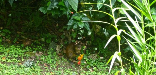 agouti