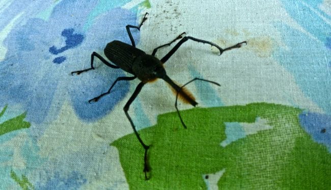 bearded weevil
