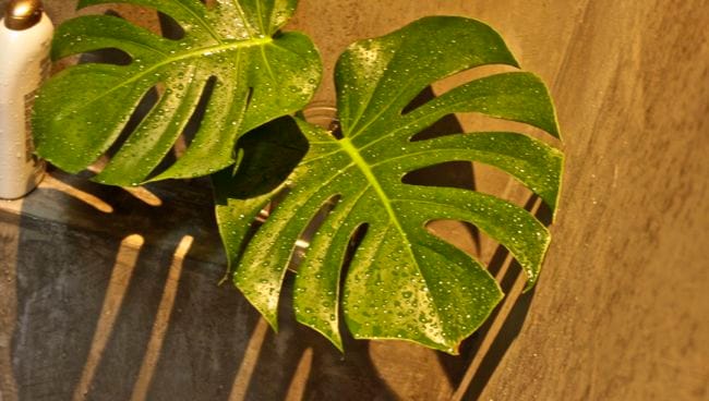 leaves
