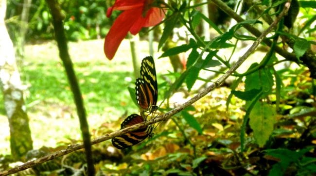 mating butterflies