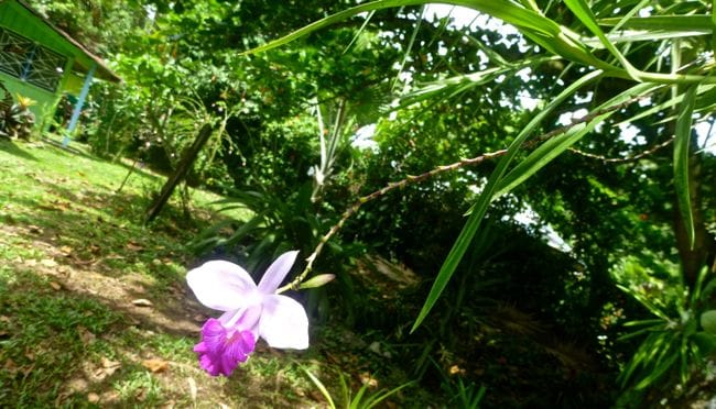 orchid