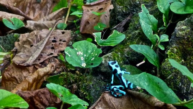 poison dart frog