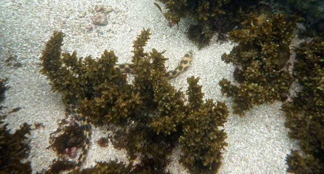 sea snake