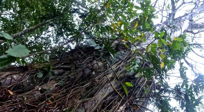 tree