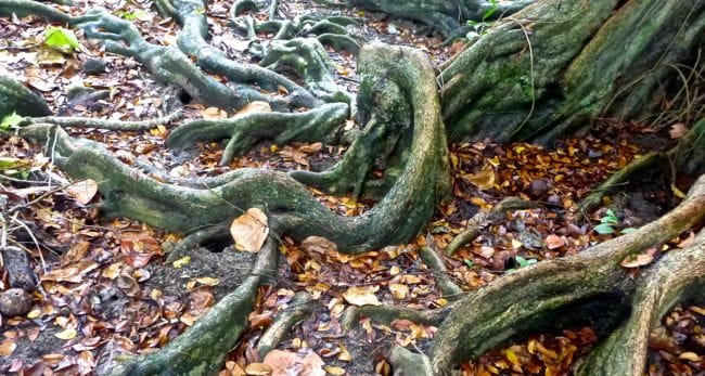 trunk