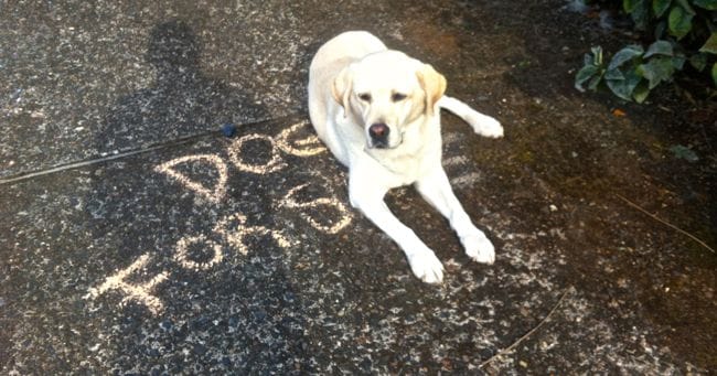 dog for sale