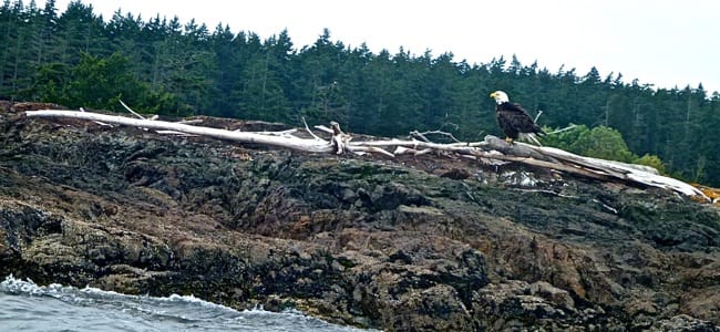 eagle