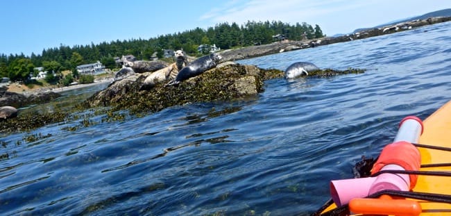 seals