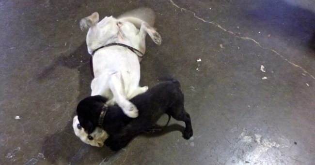 shop dogs