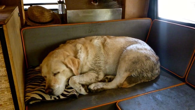 dirty dog