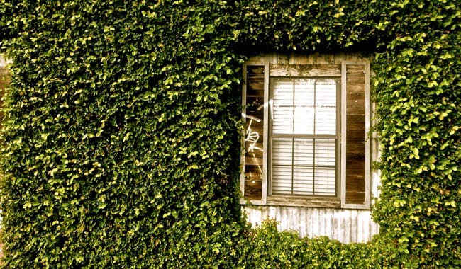 ivy