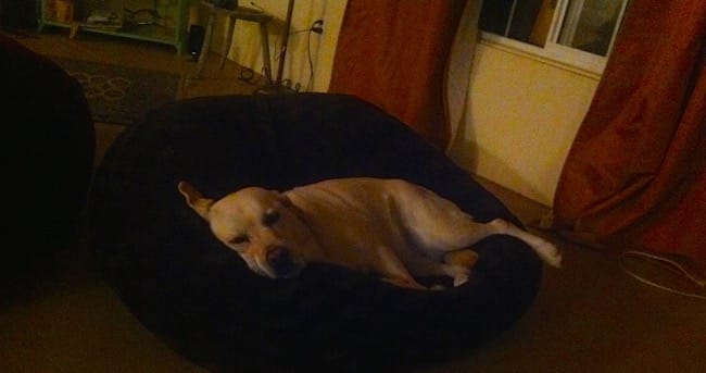 karma bean