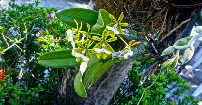 orchid