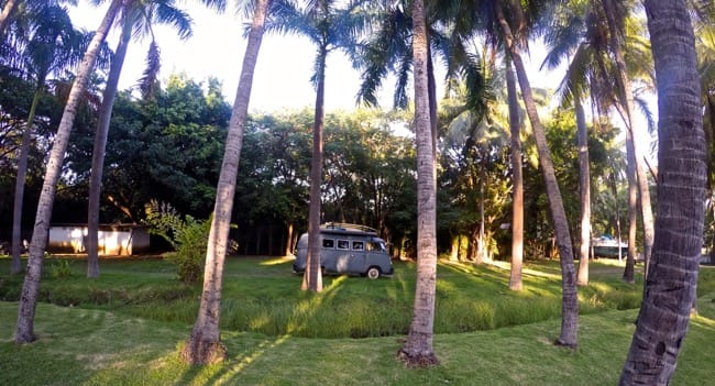 palms.jpg