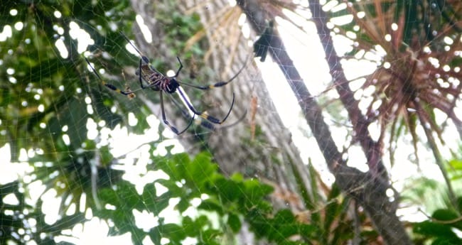 spider