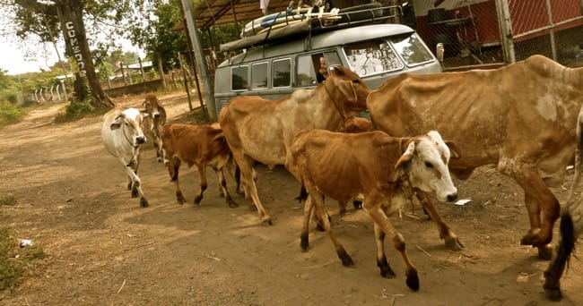 the herd