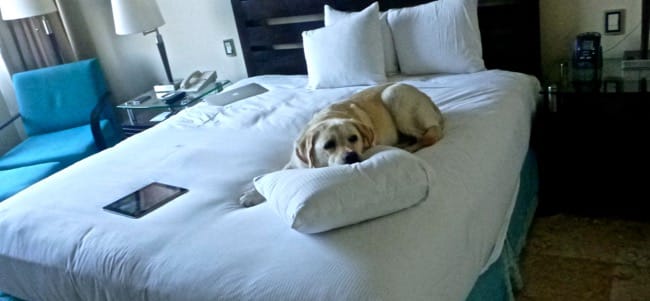 hilton bed