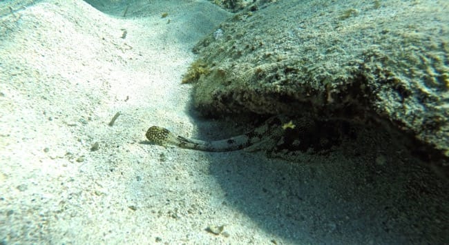 spotted ray
