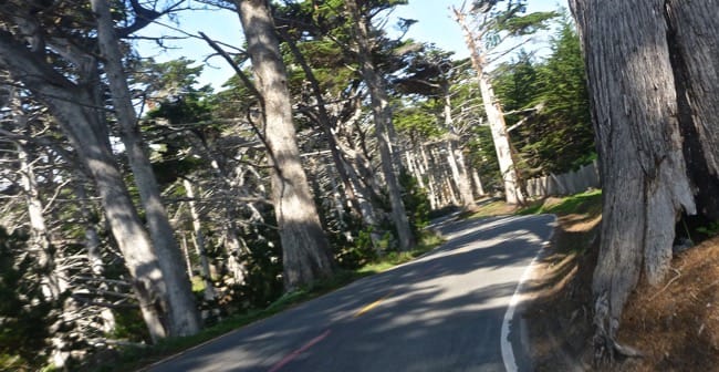 17 mile trees