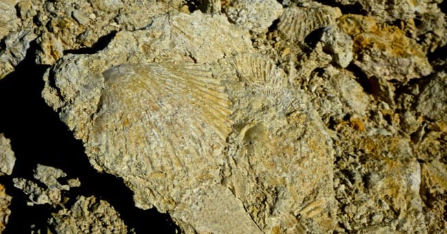 fossils