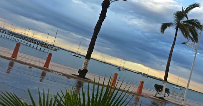 palms