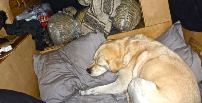 tired dog