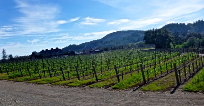 vines