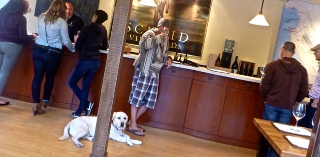 wine dog