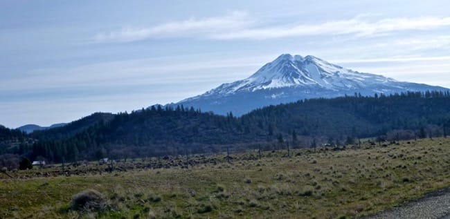 shasta