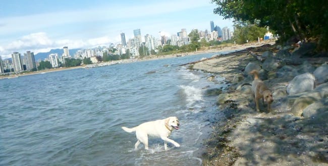 dog beach