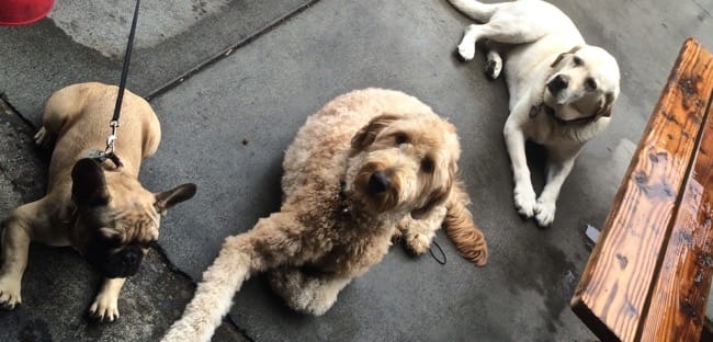 pups