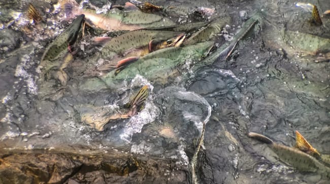 fish.jpg