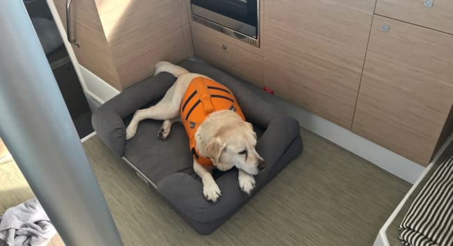 dog pfd.jpg