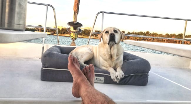 boat dog.jpg