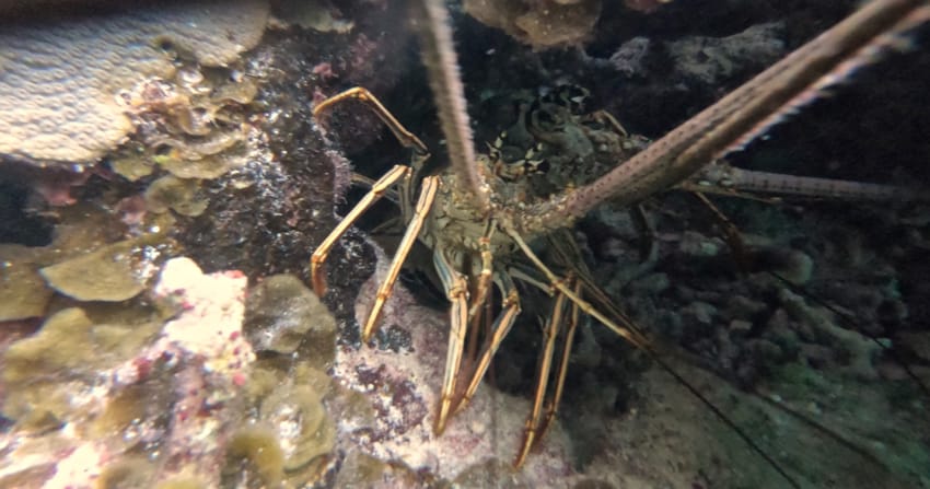 lobster2.jpg