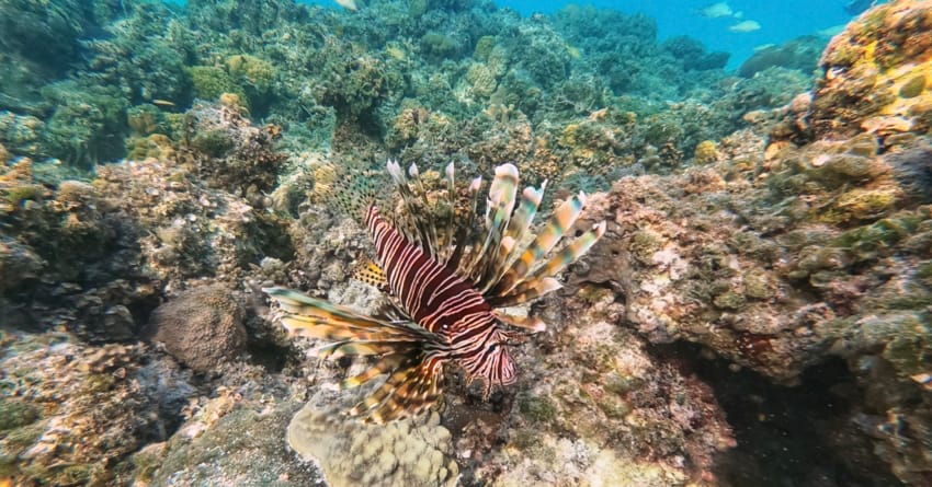 lionfish.jpg