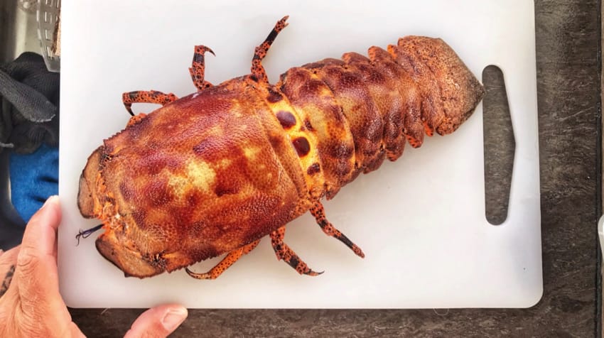 slipper lobster.jpg