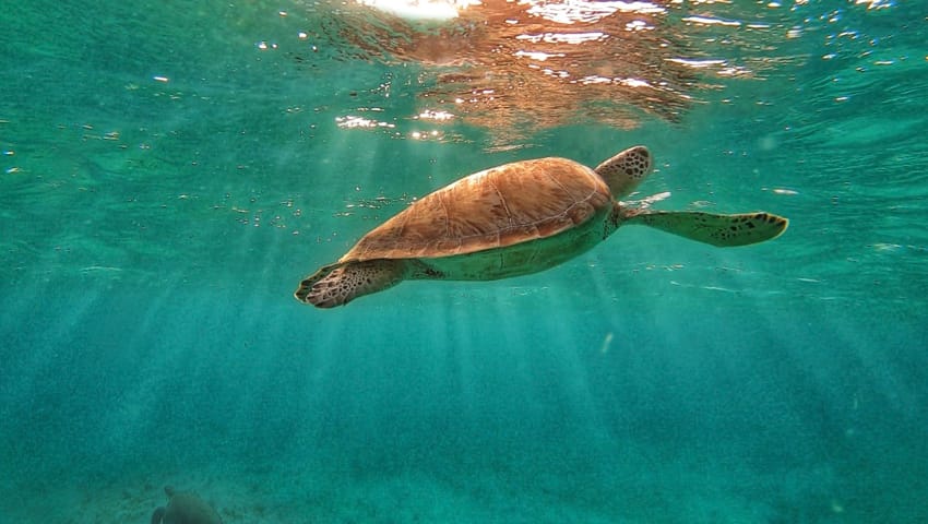 sea turtle.jpg