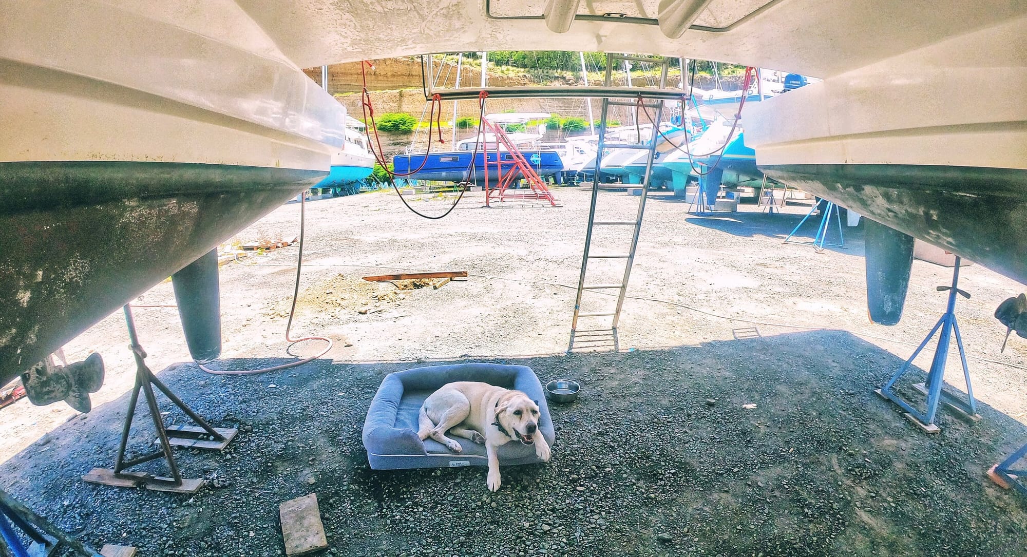 boatyard dog