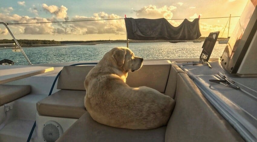 dog on boat