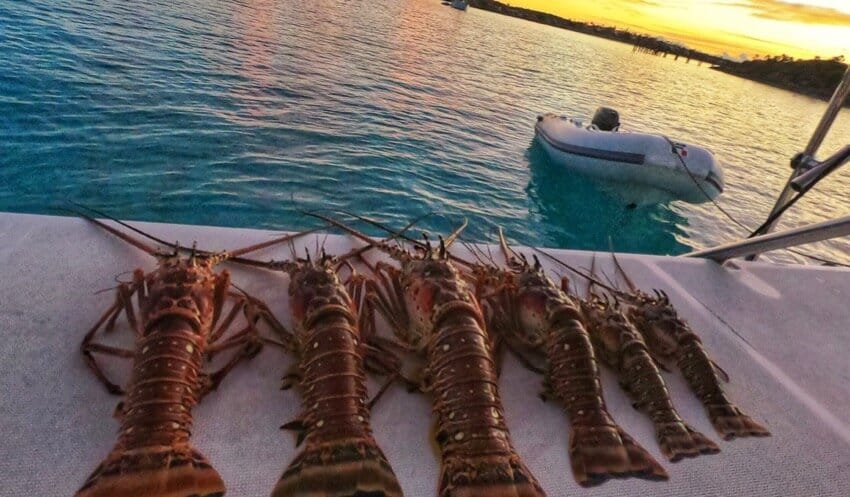 lobster day