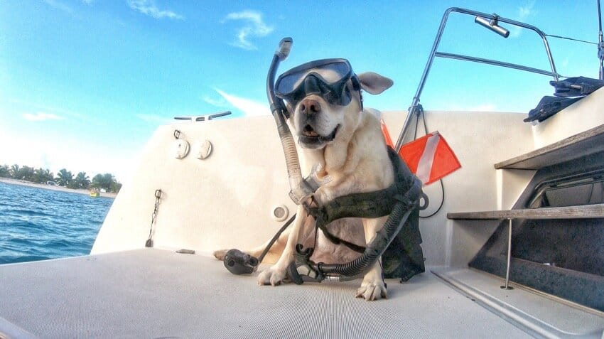 scuba dog.jpg