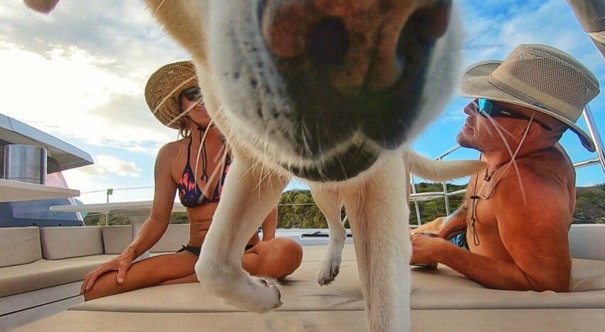 dog nose.jpg